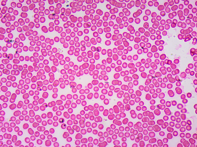 生物显微镜常规标本切片套装动物植物组织细胞玻璃载玻片学生实验