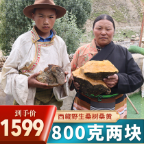 (30 years wild 800g 2 pieces) Tibetan authentic mulberry and Phellinus japonica wild super quality