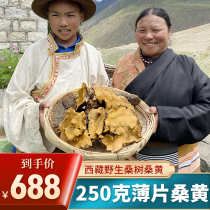 (25 years really wild) Tibetan authentic mulberry and sanghuang wild premium 250g Tibet straight hair Ganoderma lucidum