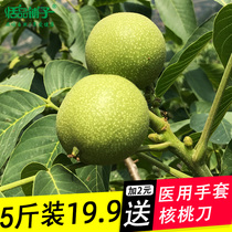 2021 New spot medicinal green skin wet walnuts with green skin wild pecan nuts hand-peeled bulk