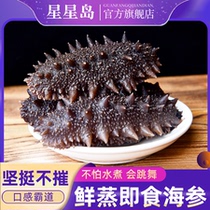 Jin Dao wild fresh food ready-to-eat sea cucumber single fast food 500g live Dalian sea cucumber sea cucumber Liaoshen Liao ginseng special gift box