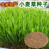 Wheat grass seeds wheat seeds wheat seeds cat grass wheat seedlings planting plate farm wheat seedlings seeds