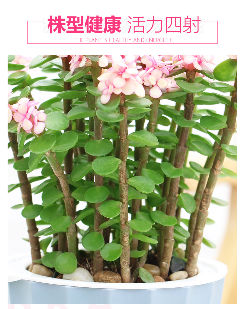金枝玉叶花卉盆栽室内桌面水培观花绿植雅乐之舞盆景老桩多肉植物图片