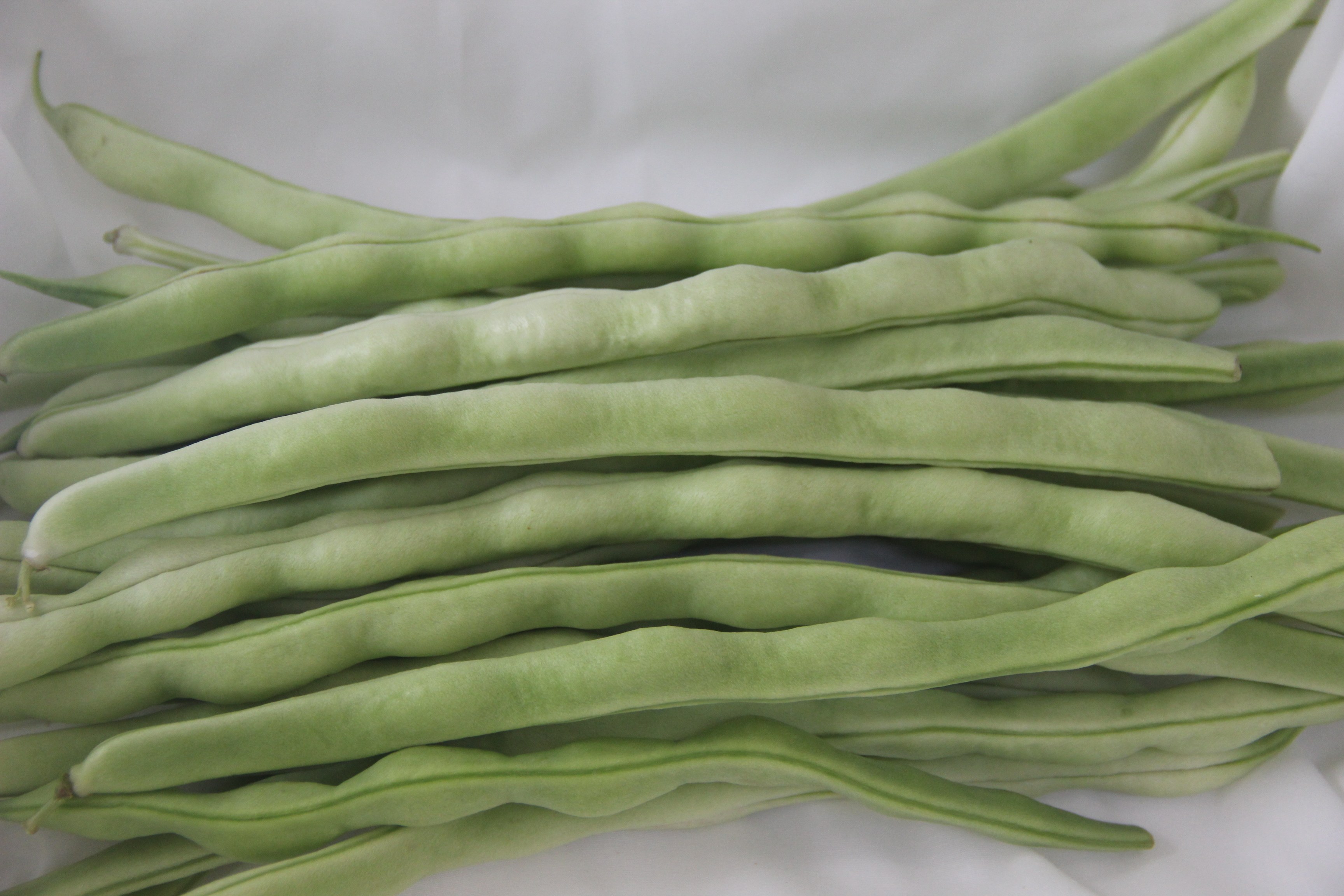 老农食品店露天有机种植 豆角 白不老架豆芸豆肉厚排骨炖豆角500g