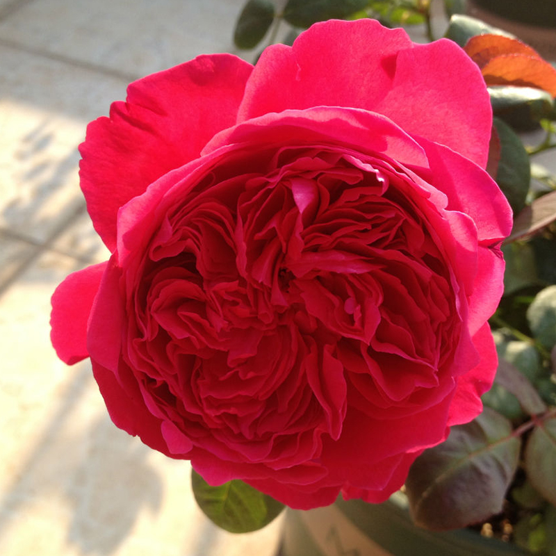 欧月 日月 月季花苗 进口月季 绿植玫瑰 花卉盆栽产品展示图5