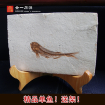 Liaoxi paleontology wolf fin fish fossil specimens original plate Ornamental strange stone ornaments Animal fossil raw stone send frame