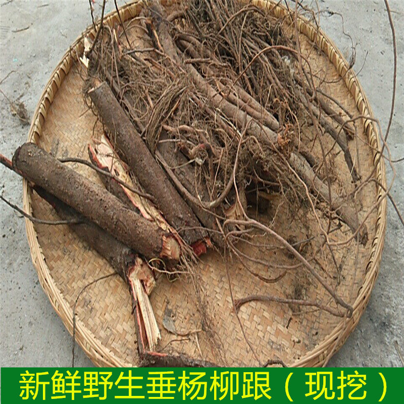 新鲜现挖 柳树根 水柳根,垂杨柳根 清明柳根 偏远山区特产500克_双氙