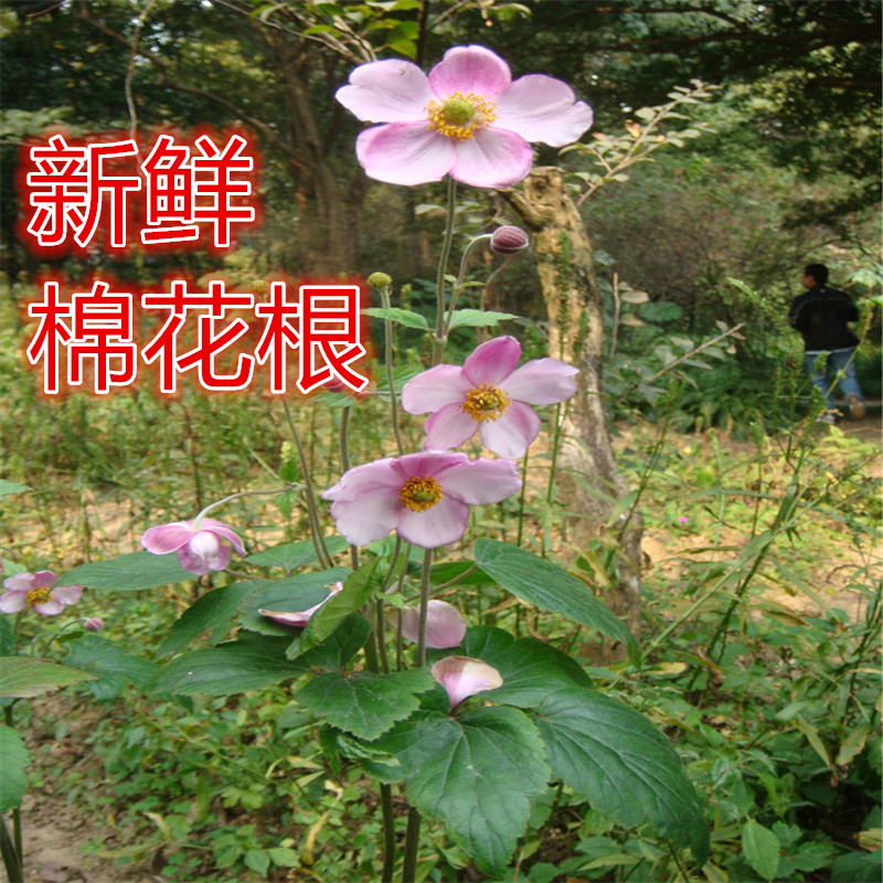 打破花野棉花湖北秋牡丹铁钞盖头花野棉花火草根土白头翁大头翁根