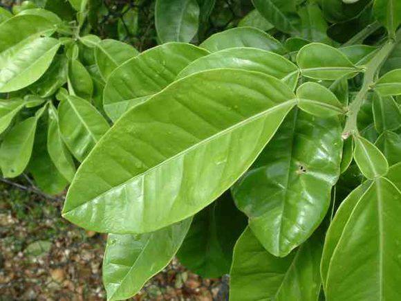 山镇农家自产自销特产晒干-干橘叶-橘子叶-桔叶