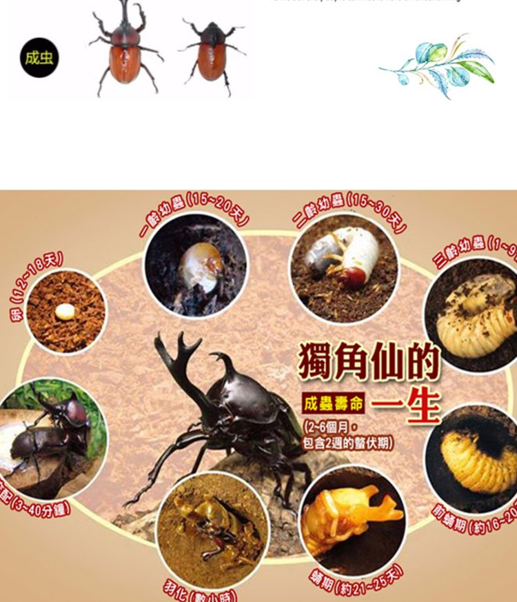 独角仙幼虫 新手套餐 甲虫昆虫 宠物活体 包邮包活包教学送说明书