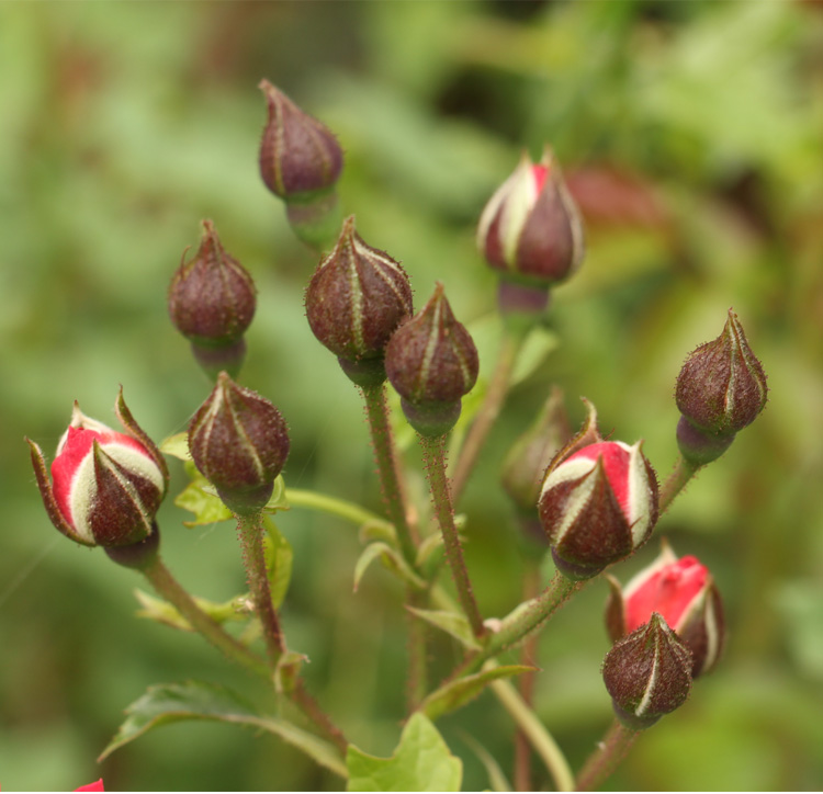 买1送1共500g云南金边玫瑰花茶干