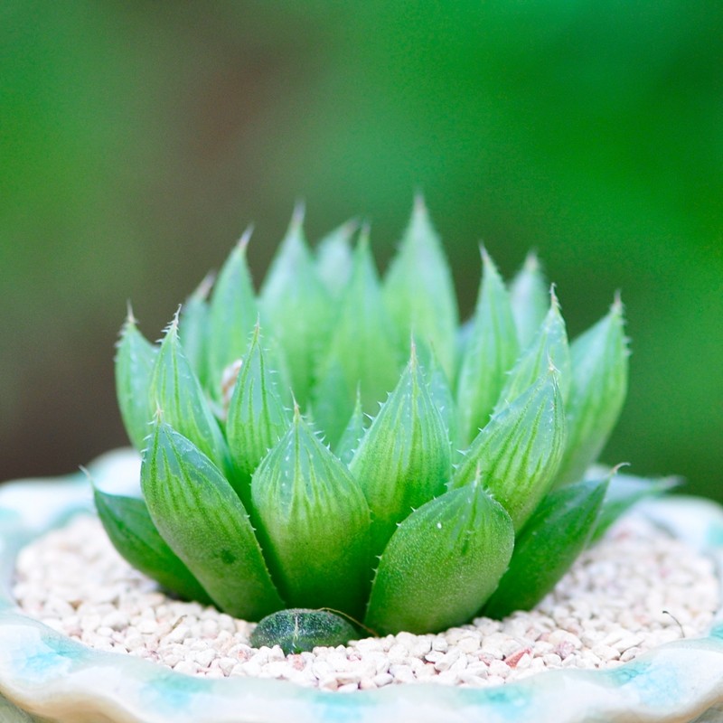 定一花木 三角琉璃殿 水晶宝草多肉植物办公室内防辐射微盆栽花卉