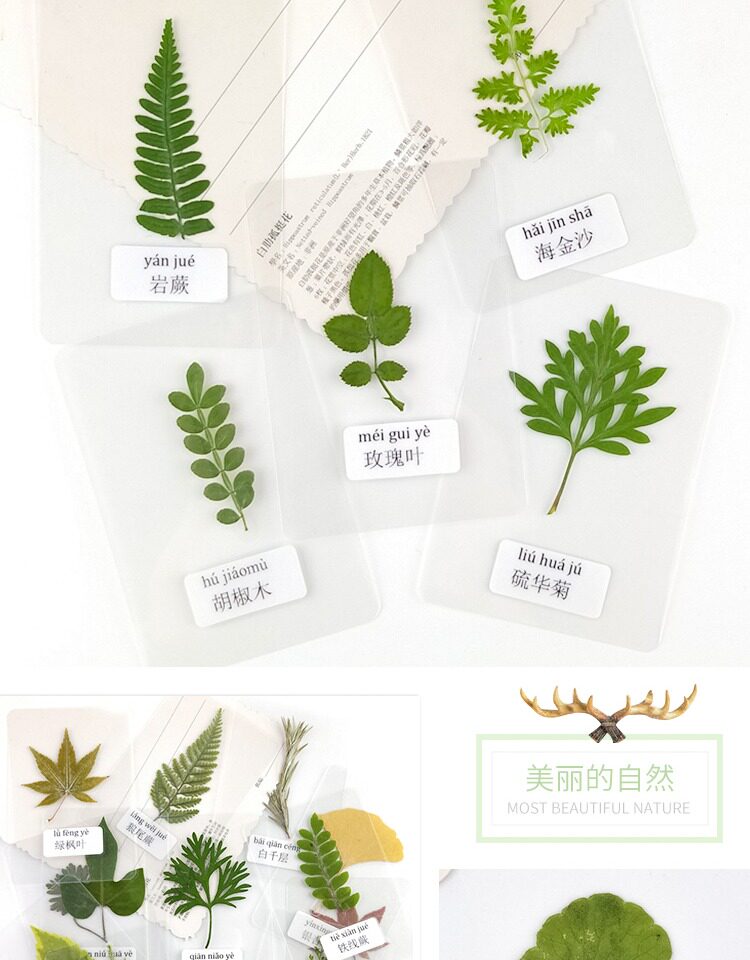 树叶过塑幼儿园教具塑封植物贴画认识叶子干花带标签