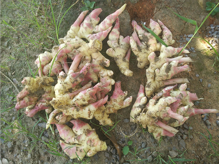 江西上高特产生姜 新鲜生姜仔姜鲜姜 现挖姜