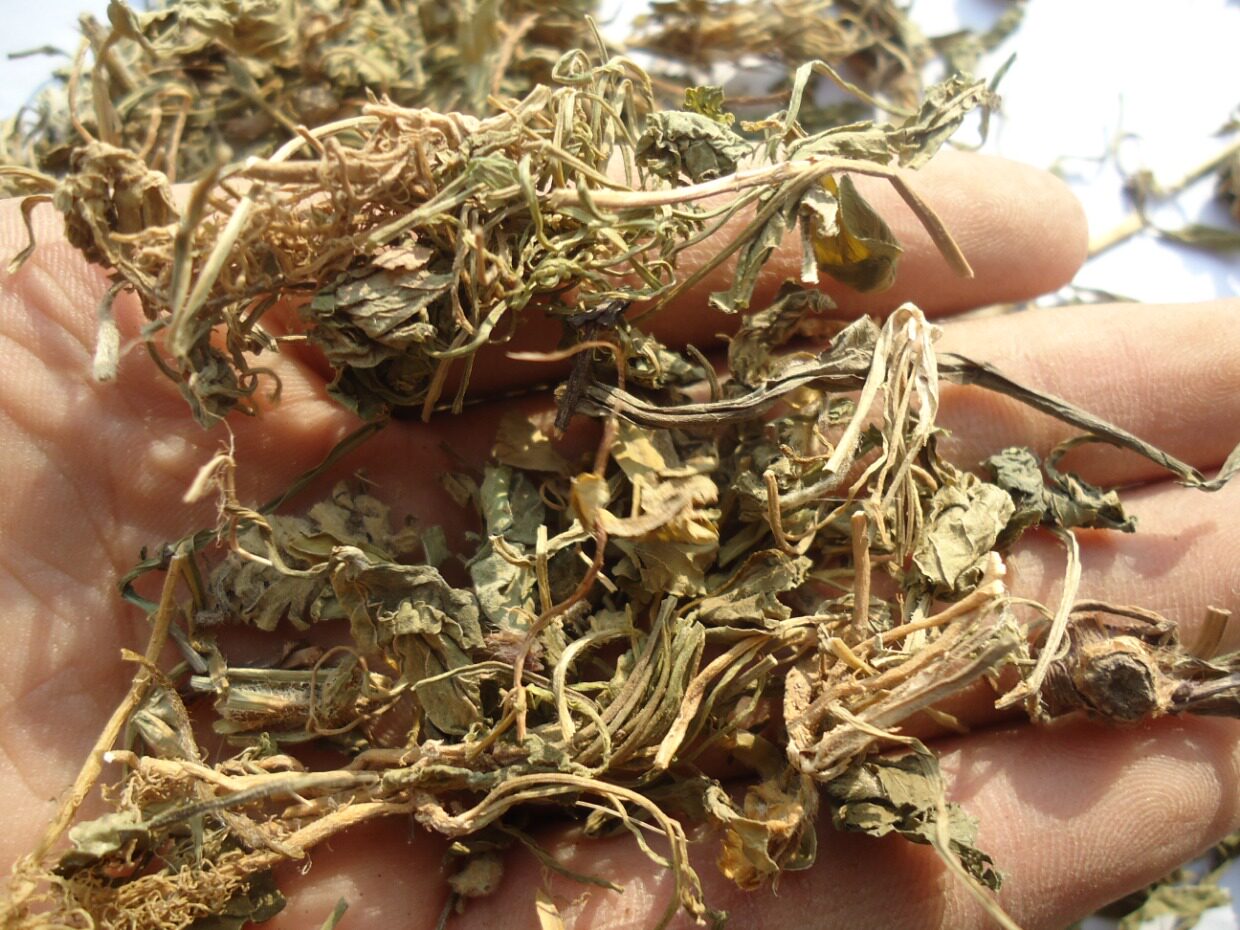 中药材 野生紫花地丁 苦地丁草 铧头草 光瓣堇菜 犁头草50g抓药