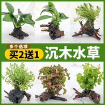 Fish tank Sink wood Water plant Real grass Landscaping Lazy trumpet Water Banyan tree Forest Moss oxygenated volcanic stone colonization