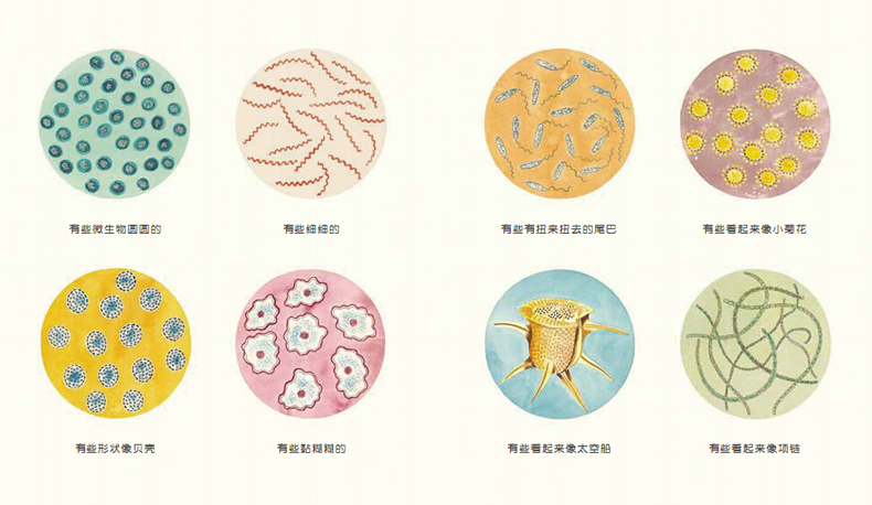 请以下列介绍为准 商品名称:   信谊世界精选图画书·微生物:看