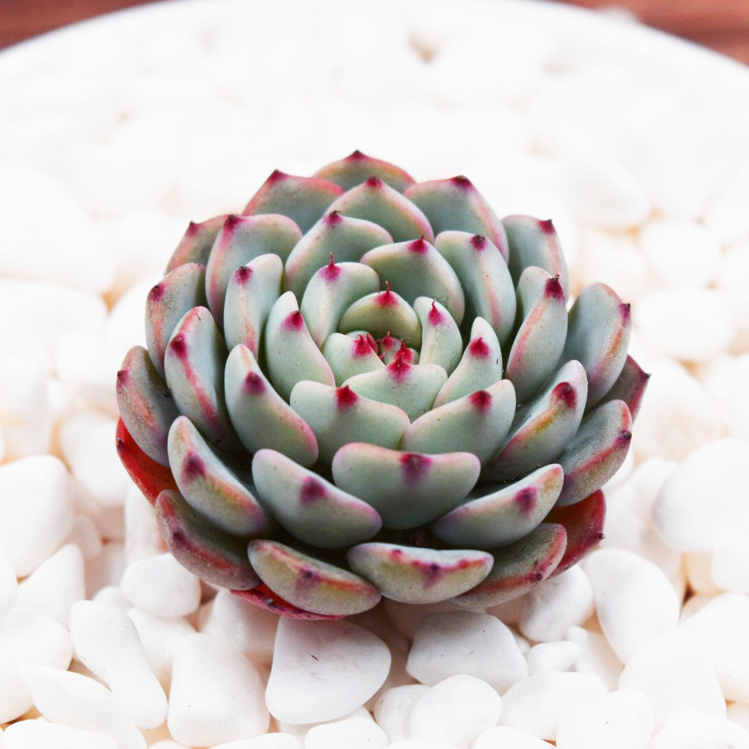 蓝姬莲|原始姬莲 老版小红衣多肉植物进口多肉组合盆栽花卉