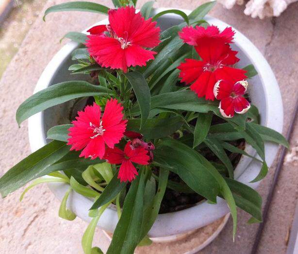 少女石竹繁殖及病虫害防治栽培技术