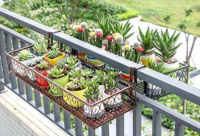 阳台养花应注意哪些事项?