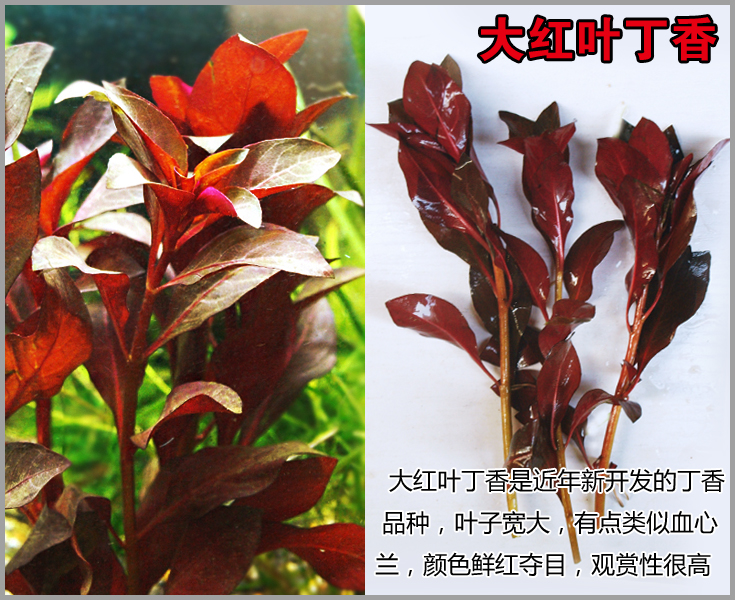 玫瑰类丁香汇总红丁香大叶丁香卵叶丁香水草丁香丁香油v玫瑰钩图片