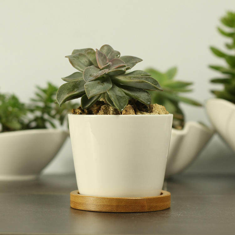 趣玩园艺办公桌书桌花盆托盘多肉植物花盆底托陶瓷托盘竹托盘