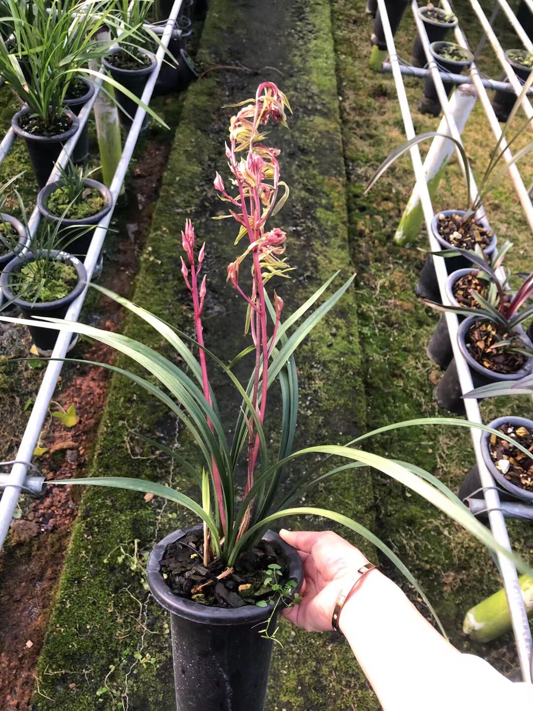 精品兰花寒兰浓香树型红花~红珊瑚~奇花珍品数量稀少