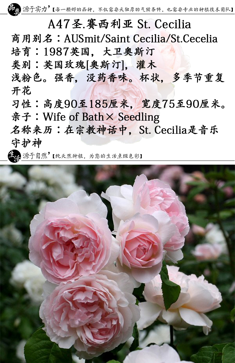 a47圣塞西莉亚青莲居奥斯丁玫瑰苗盆栽加仑强香灌木多季庭院月季