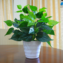 Green corner winding milk tea shop medium vase large fake flower classroom round pot flower fruit shop toilet table