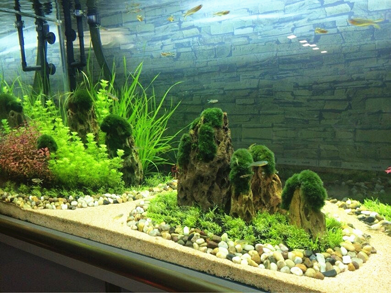 木化石批发水族箱鱼缸造景青龙石木化石松皮石造景木化石