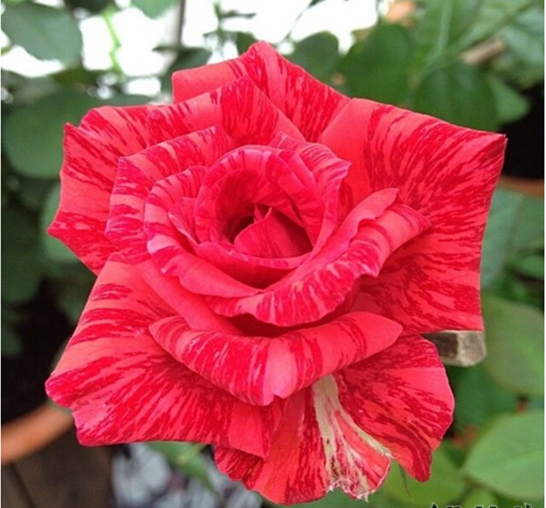 欧月新品 红色直觉月季花苗 条纹经典抗病性强多季节重复开花玫瑰