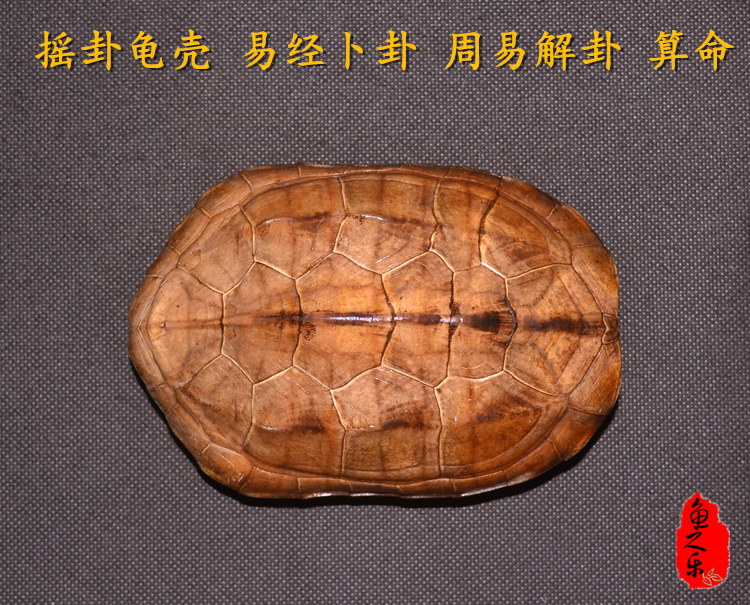 【龟之乐】天然乌龟壳占卜镇宅辟邪招财家具风水摆件六爻预测吉凶