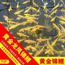 Golden Dragon Anchovies Carp Grass Goldfish Platinum Sloth fish good to raise live cold water small fry living ornamental fish