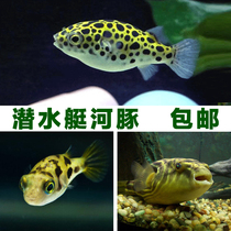 Green puffer fish submarine fish small freshwater tropical ornamental pet live dog fish good chocolate doll