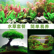 Fish tank novice water and grass set aquarium grass tank decoration landscape real water grass combination living plant ecology