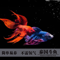 Thai Betta ponytail half moon Lion King general double tailed male fish fish tropical fish ornamental hand fish live