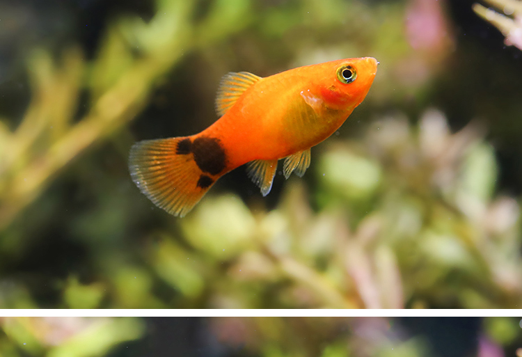 三色牡丹月光鱼米奇鱼玛丽鱼活体观赏鱼鱼缸水族箱活体宠物包邮