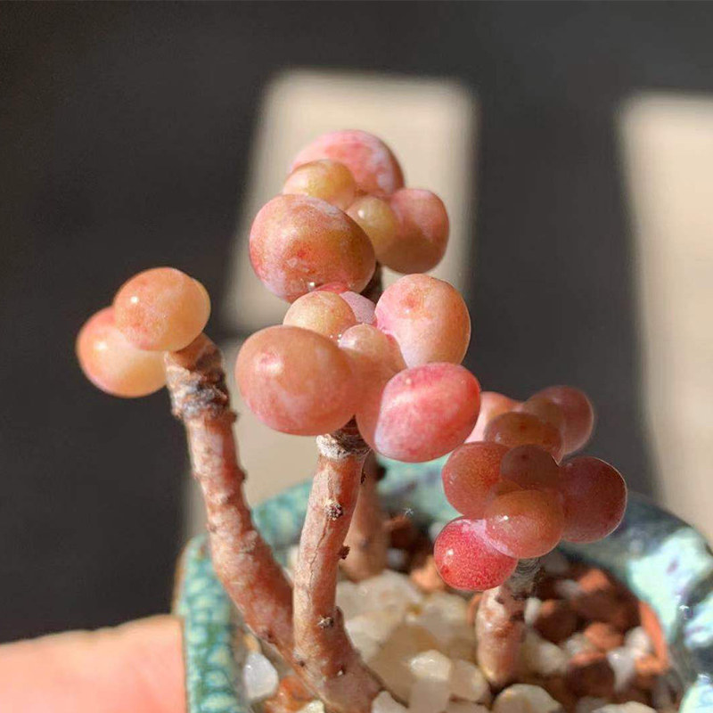 精品玉葡萄群生多肉植物稀有品种韩国进口罕见多肉老桩一物一拍