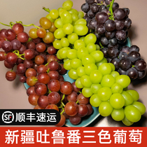 Xinjiang Turpan three-color grape small seedless white glass Cui Crisp seedless purple grape fruit fresh seasonal whole box