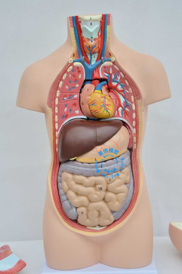 人体躯干模型内脏解剖头部大脑颅骨心脏肝胃肺肠 教学科普教具