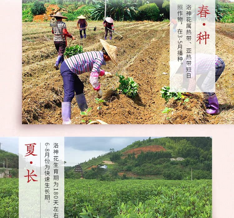 泡水喝的玫瑰茄干洛神花干茶叶养颜特级正品袋