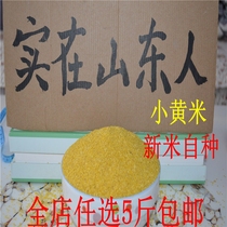 Shandong farmhouse self-produced yellow millet new rice rice grain millet 250g grain small yellow rice