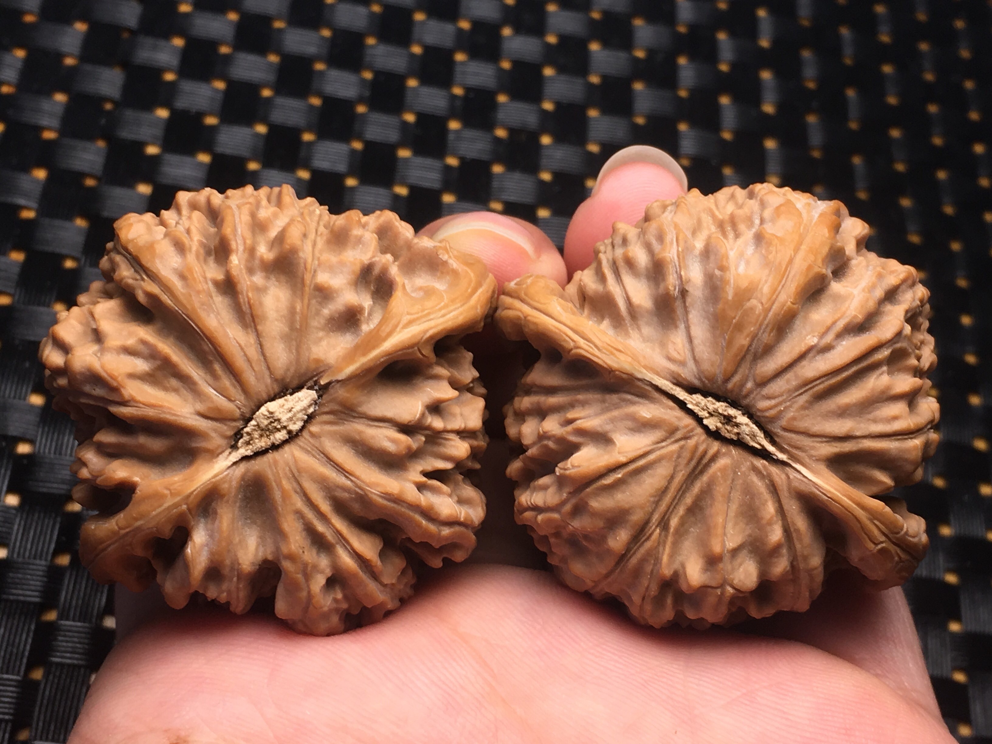 核核美美文玩核桃45.5正宗王三闷尖白狮子精品收藏级a514