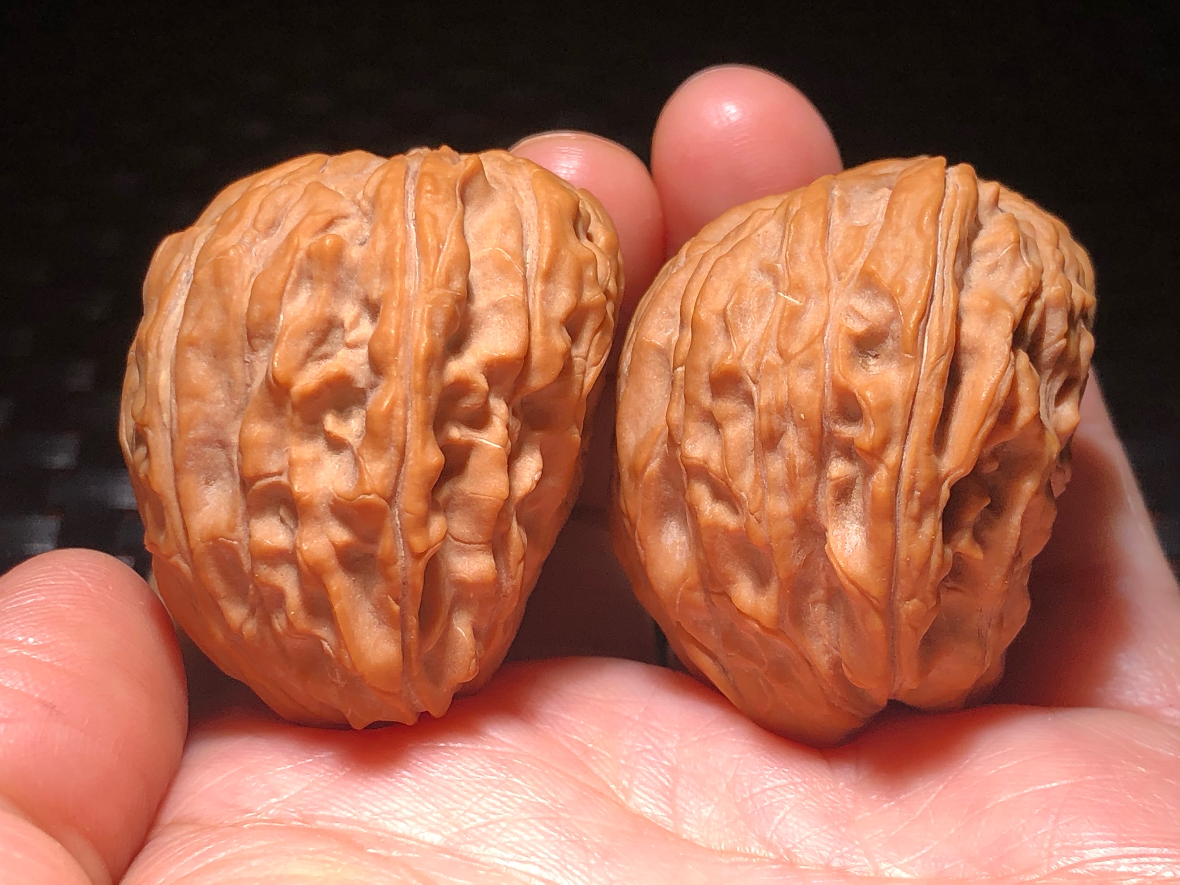 核核美美文玩核桃精品收藏级野生小众狮子头原树a555