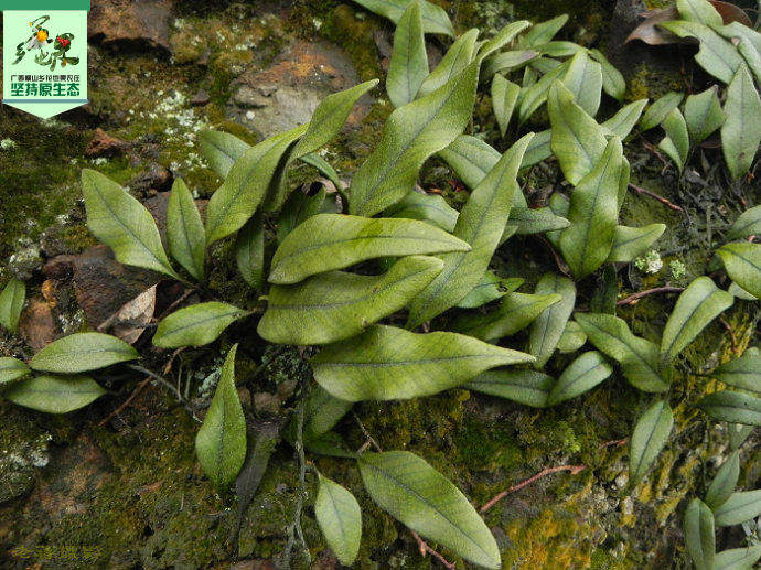 广西新鲜 石苇 石樜石皮石韦金星草石兰石背柳刀口药250g 2件包邮