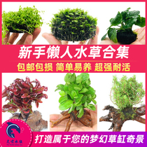 Fish tank aquatic plant landscaping negative centipede grass duckweed Moss lazy man algae ball Banyan cow hair pepper real grass decoration