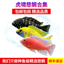 Sanhu cichlid large size horse bream fish feed Freshwater Station purebred Peacock rock tropical ornamental fish live