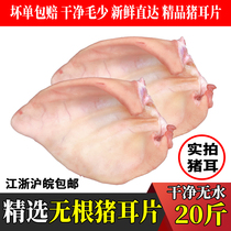 Fresh frozen pig ears rootless pig ears whole box of 20 pounds clean anhydrous pig ears with tendon trotters