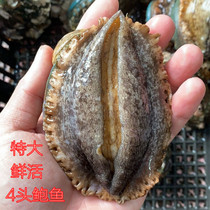 Abalone Alive 4 Heads Abalone Great Fresh Sea Trapeit Superb Fish Seafood Aquatic Mega Living Abalone