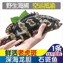 Seafood Aquatic Life Great Dragon Bile Fish Sea Catch Fresh Marine Fish Grouper Large Stone Spotted Live 500-60g A